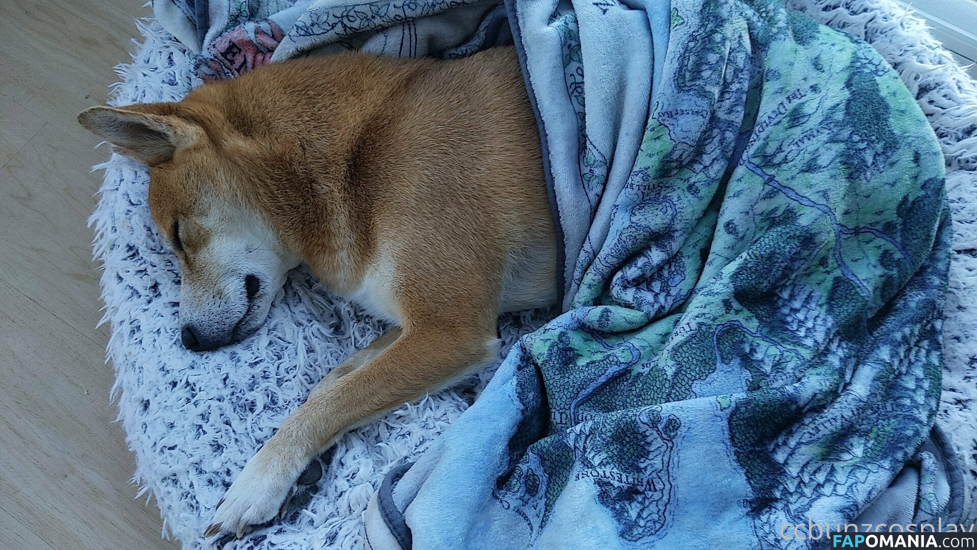 CCBunzCosplay / Ccbunz / officialccbunz Nude OnlyFans  Leaked Photo #51