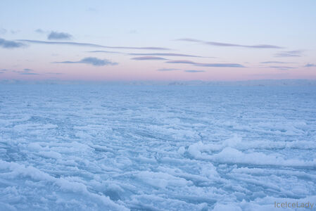 iceicelady