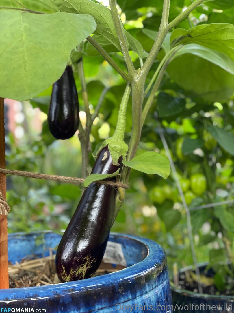 wolfofthewild / wolfofthewildd Nude OnlyFans  Leaked Photo #7