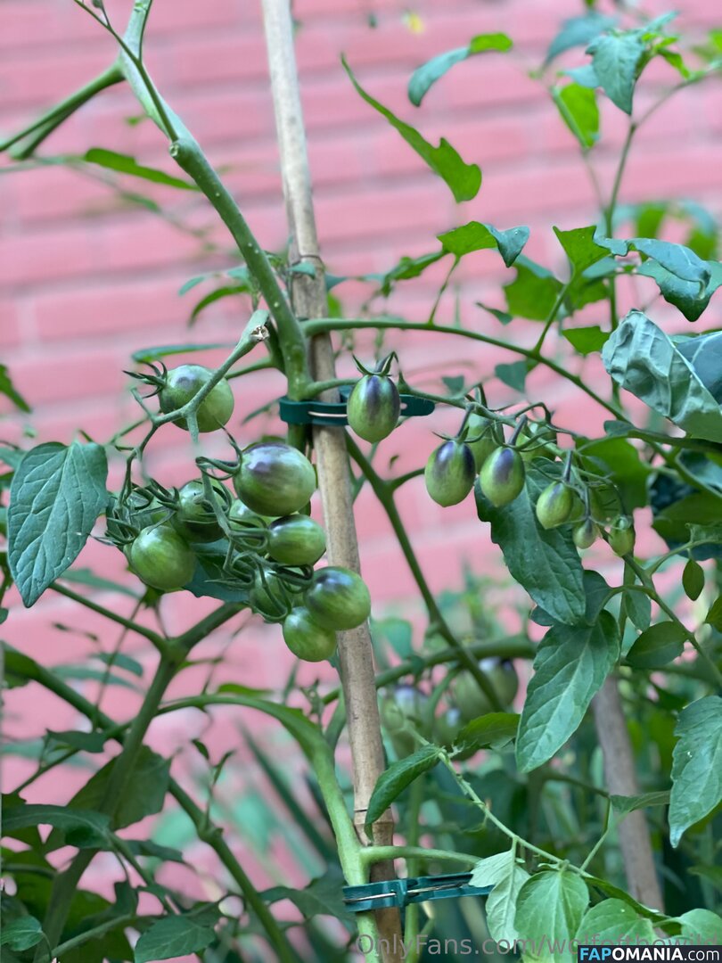 wolfofthewild / wolfofthewildd Nude OnlyFans  Leaked Photo #9