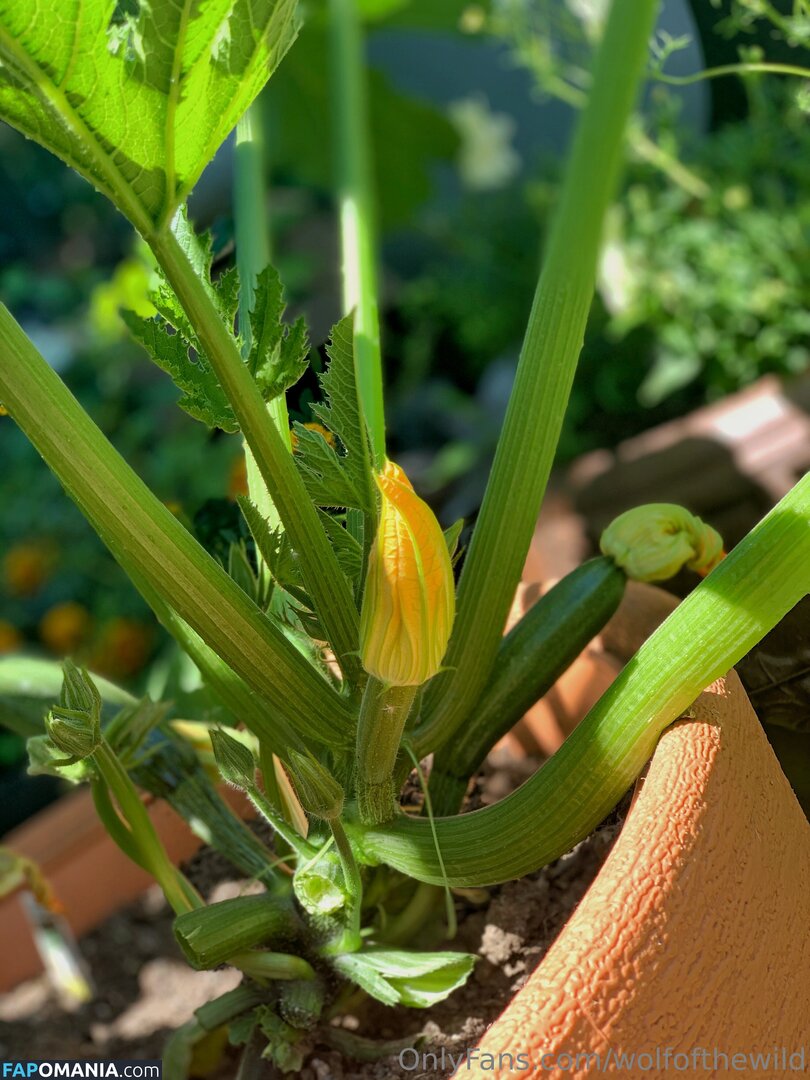 wolfofthewild / wolfofthewildd Nude OnlyFans  Leaked Photo #14